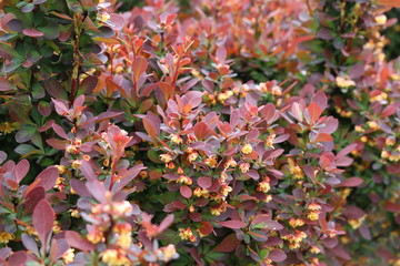 Barberry flowers bloomed on a bush in spring