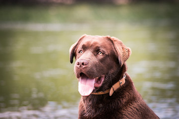 Brown young labrador retriever puppy posing near river. Happy dog outside.	
