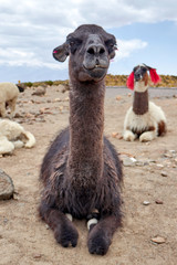 Llama in the Colca Canyon Arequipa