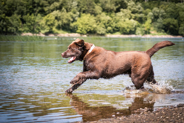 Brown young labrador retriever puppy posing near river. Happy dog outside.	