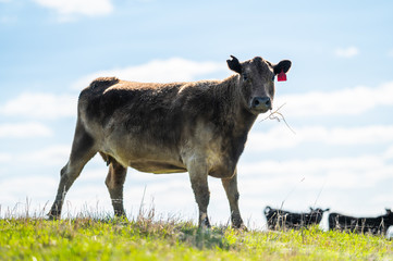 Beef cows and calfs grazing on grass in south west victoria, Australia. eating hay and silage....