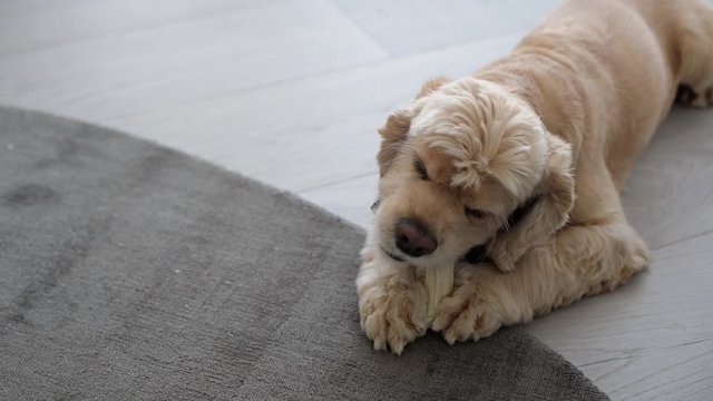 Cute dog bite, smell white bone toy