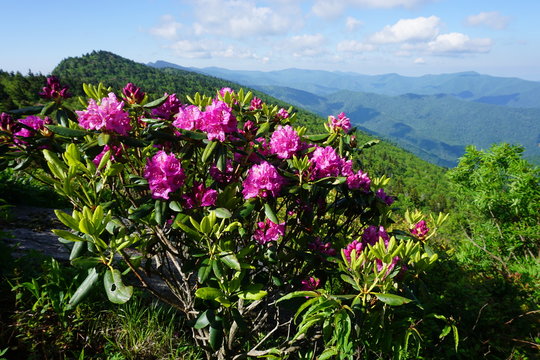 Rhododendron Bloom!
Pisgah National Forest, NC.