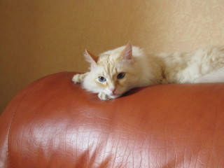 Fototapeta na wymiar imposing white fluffy cat lies on a brown sofa