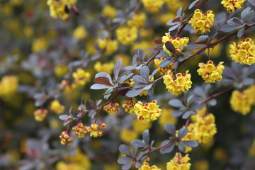 Barberry flowers bloomed on a bush in spring. 