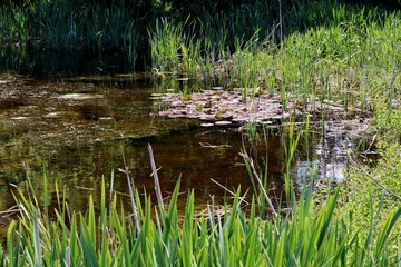 A British Pond in May Time