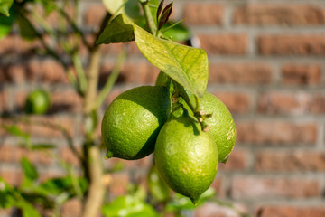 Gr&uuml;ne Zitronen