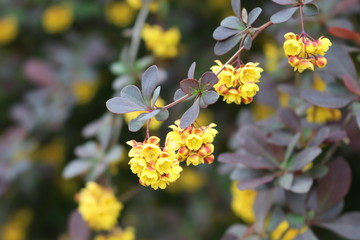 Barberry flowers bloomed on a bush in spring. 