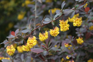 Barberry flowers bloomed on a bush in spring. 