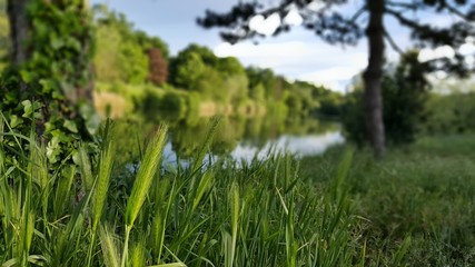 Side view of a river with a focus in green spike