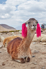 Llama in the Colca Canyon Arequipa