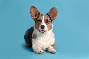 Cute welsh corgi dog of unusual Merle color (black, white, ginger and grey spots) lying down on empty blue background, with great copy space. Pretty attentive look right to the camera. Indoors, studio