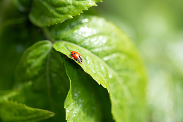 Ladybug sitting on green leaf on a sunny spring or summer day, clean environment eco background with fresh juicy tree foliage close-up, beautiful nature and macro world