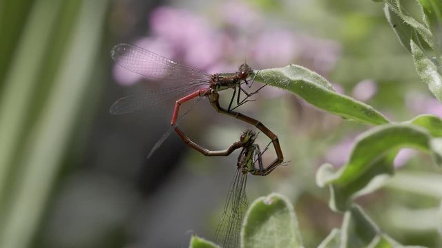 Large Red Damselfly ( Pyrrhosoma nymphula ) mating and uncoupling