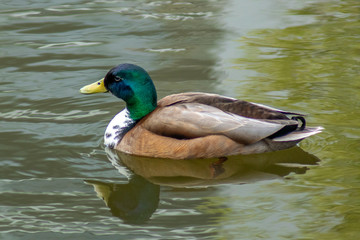 Obraz premium kaczor