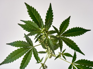 Branch of male cannabis plant in flowering.