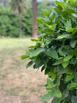 Alberi e cespugli verdi