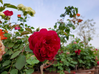 Beautiful rose flowers in nursery, rose flowers in garden