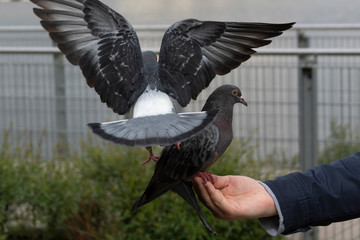 Karmienie gołębi  © Henryk Olszewski