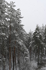 winter snow pine forest