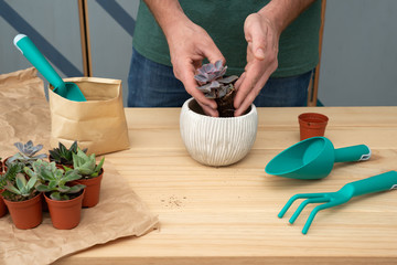 Male hands transplanting a succulent plant into a white ceramic pot. Gardening concept.