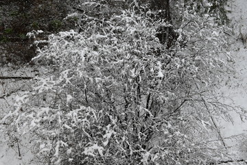 winter snow pine forest