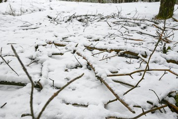 Obraz na płótnie Canvas winter snow pine forest