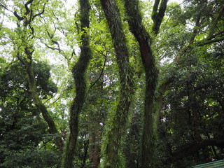 シダ植物が着生した木（愛知県名古屋市熱田神宮）