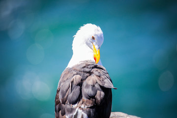 Yellow legged gull on the Pacifica Ocean Coastline near Vina Del Mar, Chile