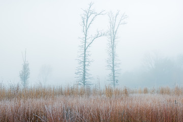 Frosted autumn tall grass prairie in fog with bare trees, Fort Custer State Park, Michigan, USA