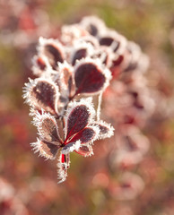 Szron na czerwonych liściach berberysu  © Grzegorz