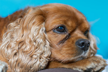 cavalier king charles spaniel