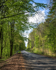 Fototapeta premium asfaltowa leśna droga na Roztoczu 