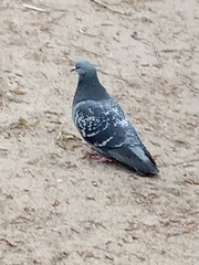 dove on the beach