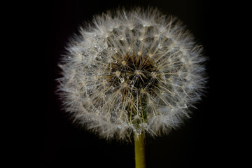Dandelion © Darosh