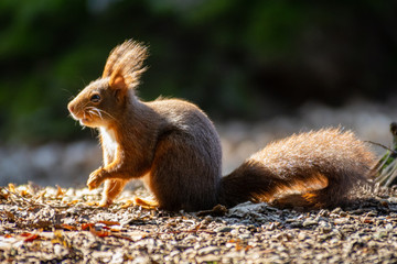 Naklejka na ściany i meble European red squirrel with thick tail