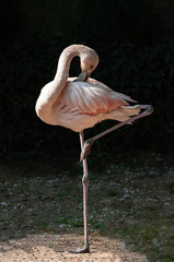 Red flamingo on one leg