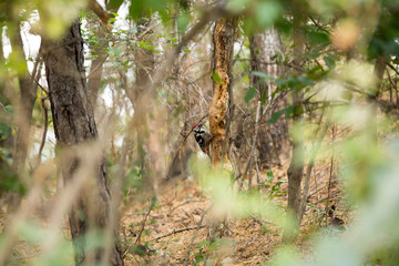 a woodpecker sitting on a tree