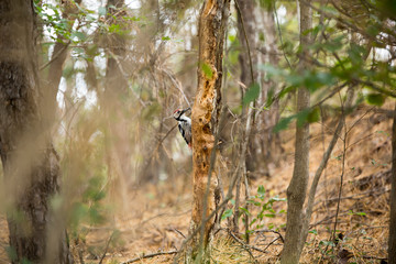 a woodpecker sitting on a tree