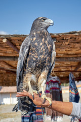 Falcon in the Colca Canyon Arequipa