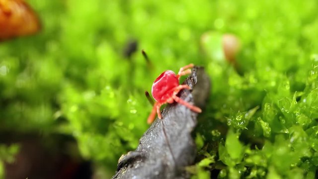 Red Insect During Rains
