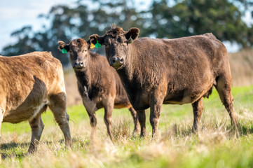 Beef cows and calfs grazing on grass in south west victoria, Australia. eating hay and silage....