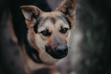 The dog is watching. Close-up. A sad look.