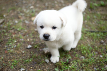 a cute little white puppy