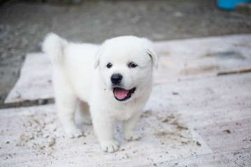 a cute little white puppy