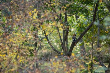 a bird sitting among the leaves