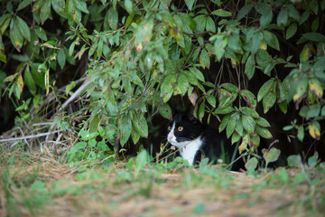a cat lurking under its leaves