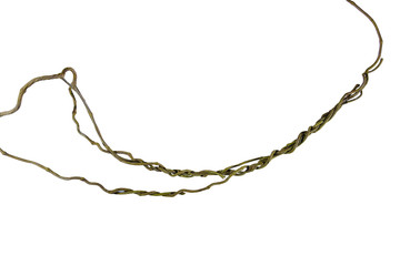 wood root Bush grape or three-leaved wild vine cayratia (Cayratia trifolia) liana ivy plant bush, nature frame jungle border, isolated on white background with clipping path included. Floral Desaign. © nature design