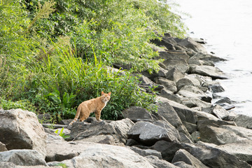 a cat standing on a rock