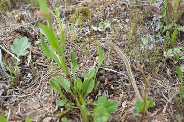 a lizard lurking among grasses.